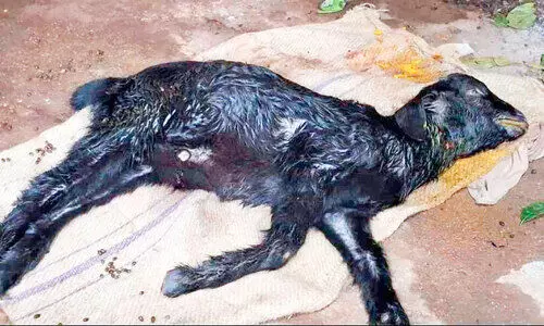 താമരക്കുളത്ത് വീണ്ടും തെരുവുനായ്​ ആക്രമണം; ​ ഗൃഹനാഥനും ആട്ടിൻകുട്ടിക്കും കടിയേറ്റു