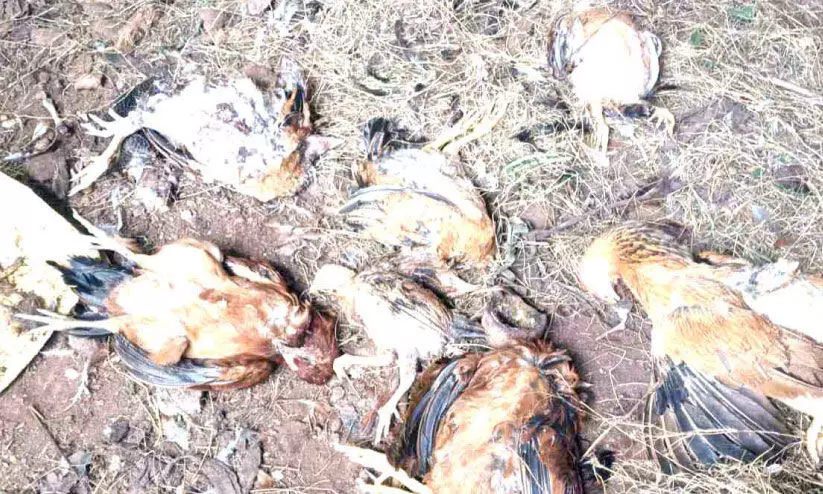 തെരുവ് നായകൾ വളർത്തു കോഴികളെയും പൂച്ചയെയും കടിച്ചു കൊന്നു തെരുവ് നായകൾ വളർത്തു കോഴികളെയും പൂച്ചയെയും കടിച്ചു കൊന്നു