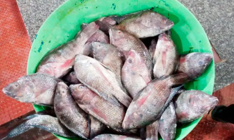 ഓപറേഷൻ സാഗർ റാണി: 10 കിലോ പഴകിയ മത്സ്യം പിടികൂടി