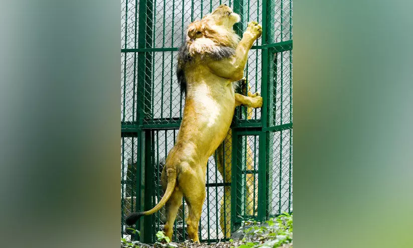 ലിയോ, നൈല; തിരുവനന്തപുരം മൃഗശാലയിലെ സിംഹങ്ങൾക്ക് പേരിട്ടു ലിയോ, നൈല; തിരുവനന്തപുരം മൃഗശാലയിലെ സിംഹങ്ങൾക്ക് പേരിട്ടു