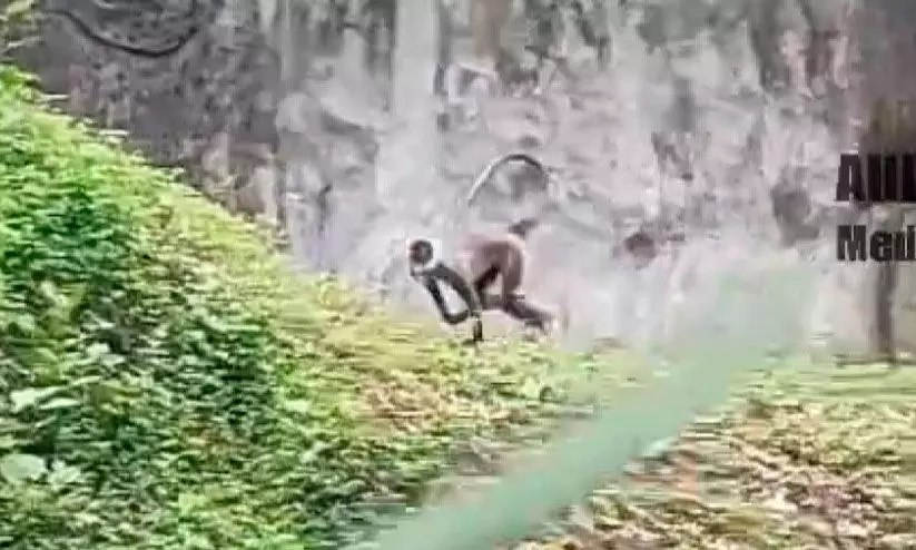 ഹനുമാൻ കുരങ്ങ് മൂന്നാംദിനവും മരത്തിൽ തന്നെ