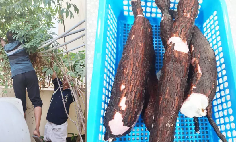 മരച്ചീനി വിളയുന്ന മരുഭൂമി