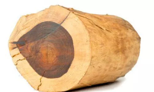 മു​ട്ടി​ല്‍ മ​രംമു​റി; ഉ​ന്ന​ത ഉ​ദ്യോ​ഗ​സ്ഥ​ർ വീ​ഴ്ച​വ​രു​ത്തി​യെ​ന്ന് ആ​രോ​പ​ണം