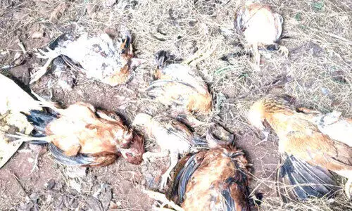 തെരുവ് നായകൾ വളർത്തു കോഴികളെയും പൂച്ചയെയും കടിച്ചു കൊന്നു തെരുവ് നായകൾ വളർത്തു കോഴികളെയും പൂച്ചയെയും കടിച്ചു കൊന്നു