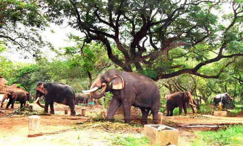 ആനത്താവളത്തിലെ സ്ഥിതി ശോചനീയം -അഭിഭാഷക കമീഷൻ ആനത്താവളത്തിലെ സ്ഥിതി ശോചനീയം -അഭിഭാഷക കമീഷൻ