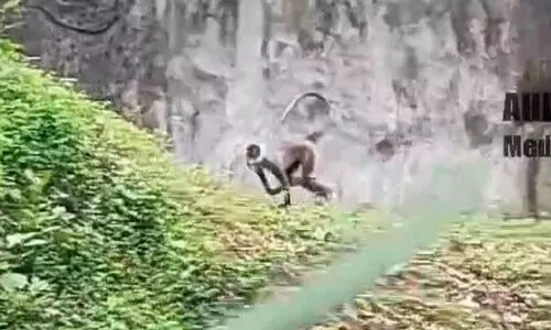 ഹനുമാൻ കുരങ്ങ് മൂന്നാംദിനവും മരത്തിൽ തന്നെ