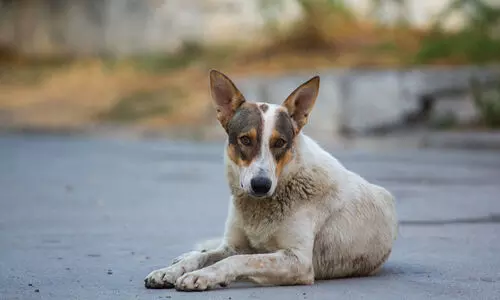പേ​വി​ഷ​ബാ​ധ: മ​ര​ണ​ത്തി​ൽ മു​ന്നി​ൽ ക​ർ​ണാ​ട​ക​യും ആ​ന്ധ്ര​യും