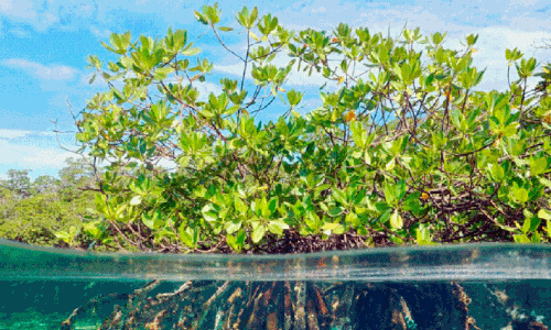 mangrove Protection