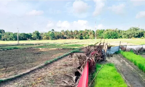 മിഥുനം പിറന്നിട്ടും ഒളിച്ചുകളിച്ച് മഴ;  കണ്ണീർമഴയിൽ കർഷകർ