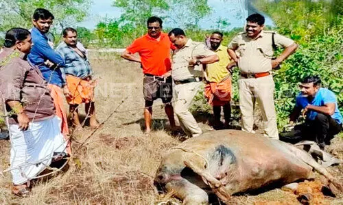 ചത്ത പോത്തിനെ സ്കൂളിനു സമീപം തള്ളി