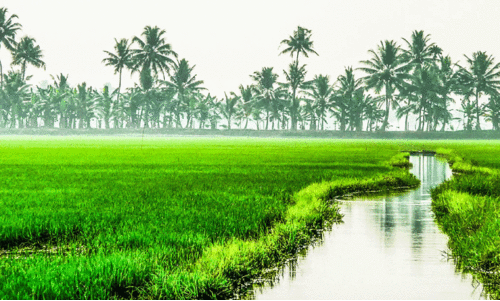 രണ്ടാം കുട്ടനാട് പാക്കേജിൽ അയ്മനം, ആർപ്പൂക്കര, കുമരകം, നീണ്ടൂർ പഞ്ചായത്തുകൾ