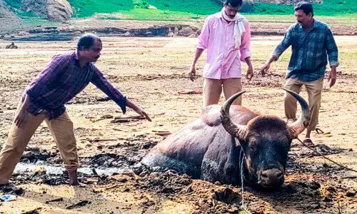 ചതുപ്പിൽ അകപ്പെട്ട കാട്ടുപോത്തിനെ രക്ഷിച്ചു