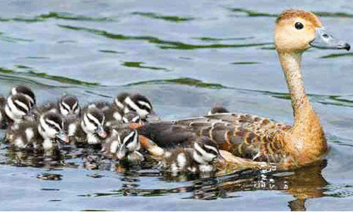 നൂറനാട് പക്ഷി സങ്കേതത്തിൽ ദേശാടനപക്ഷികൾ വീണ്ടും കൂടൊരുക്കി