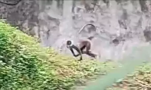 ചാടിപ്പോയ ഹനുമാന്‍ കുരങ്ങിനെ വീണ്ടും കാണാതായി