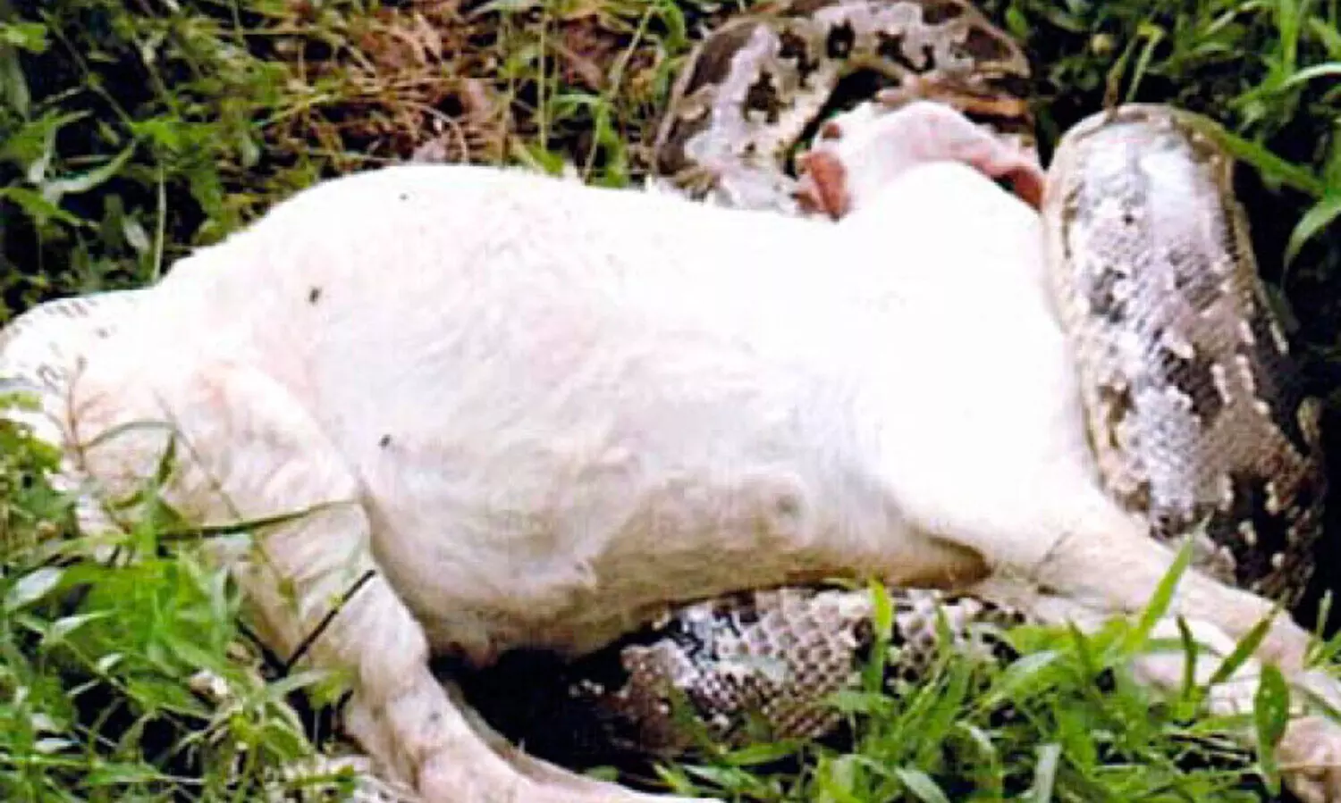 മുട്ടനാടിനെ മലമ്പാമ്പ് വിഴുങ്ങി