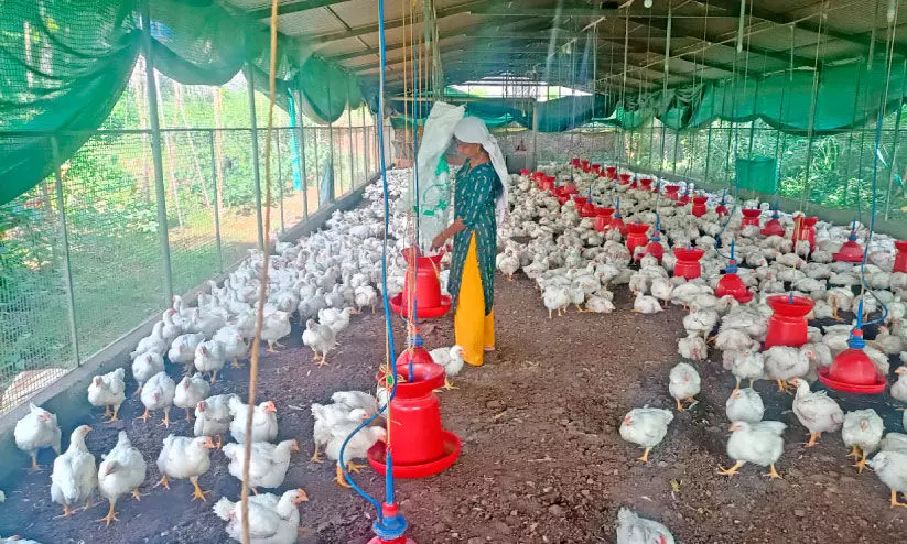 കോ​ഴി ഫാം ​വി​ഷ​യം; ഉ​ട​മ ക​ല​ക്ട​ർ​ക്ക് പ​രാ​തി ന​ൽ​കി