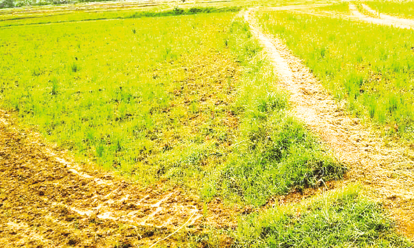 മി​ഥു​നം പി​റ​ന്നി​ട്ടും മ​ഴ​യി​ല്ല; വ​ര​ണ്ട് ജ​ല​സ്രോ​ത​സ്സു​ക​ൾ