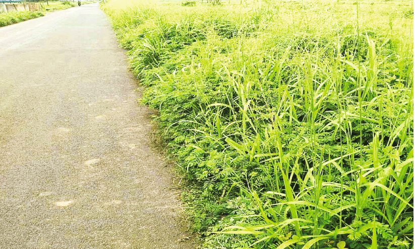 കാടായി മാറി റോഡ് കാടായി മാറി റോഡ്