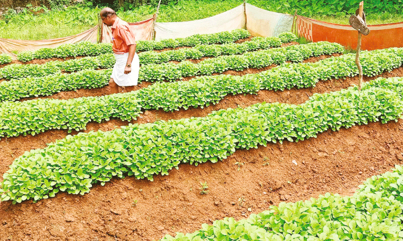 കല്ലൂർ മേഖലയിൽ നെൽപാടങ്ങൾ കൂർക്ക കൃഷിക്ക് വഴിമാറുന്നു