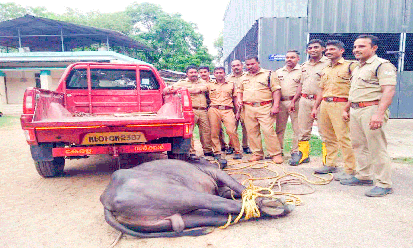 ആശുപത്രി വളപ്പില്‍ ഭീകരാന്തരീക്ഷം സൃഷ്ടിച്ച്​ പോത്ത്​; രണ്ടുപേർക്ക്​ വീണ്​ പരിക്ക്​