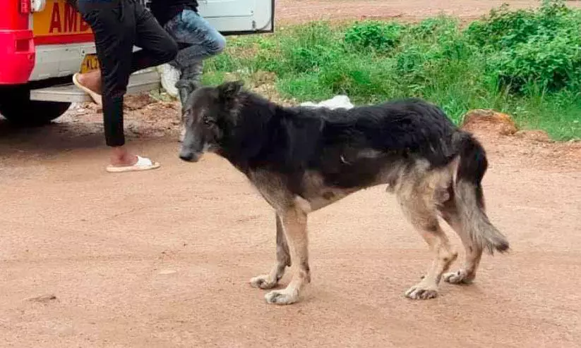 ഉടമയെ തേടി അലഞ്ഞ്​ വളർത്തുനായ്