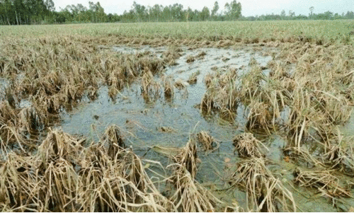 ആ​റ് മാ​സം; 36.67 കോ​ടി​യു​ടെ കൃ​ഷിനാ​ശം