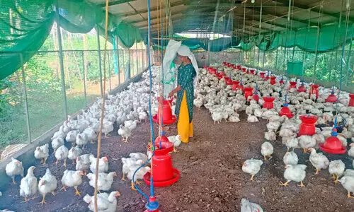 കോ​ഴി ഫാം ​വി​ഷ​യം; ഉ​ട​മ ക​ല​ക്ട​ർ​ക്ക് പ​രാ​തി ന​ൽ​കി