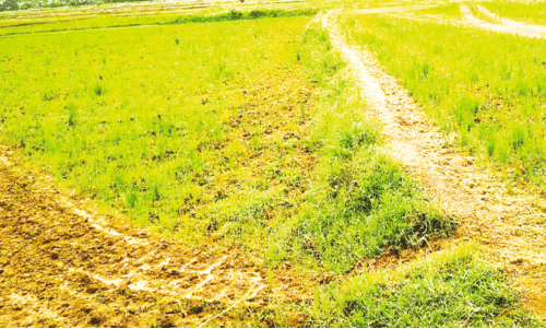 മി​ഥു​നം പി​റ​ന്നി​ട്ടും മ​ഴ​യി​ല്ല; വ​ര​ണ്ട് ജ​ല​സ്രോ​ത​സ്സു​ക​ൾ