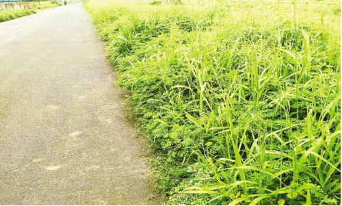 കാടായി മാറി റോഡ് കാടായി മാറി റോഡ്