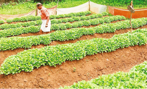 കല്ലൂർ മേഖലയിൽ നെൽപാടങ്ങൾ കൂർക്ക കൃഷിക്ക് വഴിമാറുന്നു