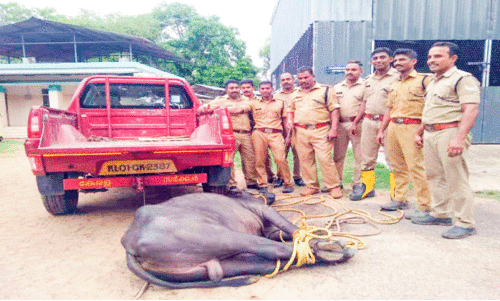 ആശുപത്രി വളപ്പില്‍ ഭീകരാന്തരീക്ഷം സൃഷ്ടിച്ച്​ പോത്ത്​; രണ്ടുപേർക്ക്​ വീണ്​ പരിക്ക്​