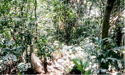 തെരുവുനായ്​ ഭീഷണി ഉയർത്തി വനമേഖലയിലെ മാലിന്യക്കൂനകൾ