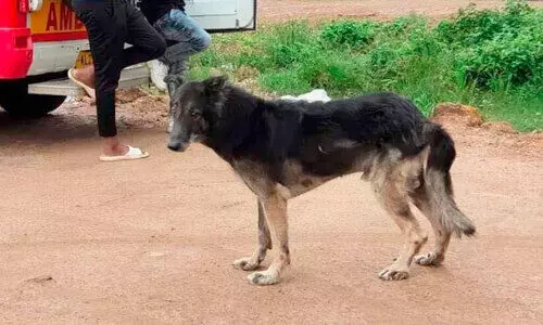 ഉടമയെ തേടി അലഞ്ഞ്​ വളർത്തുനായ്