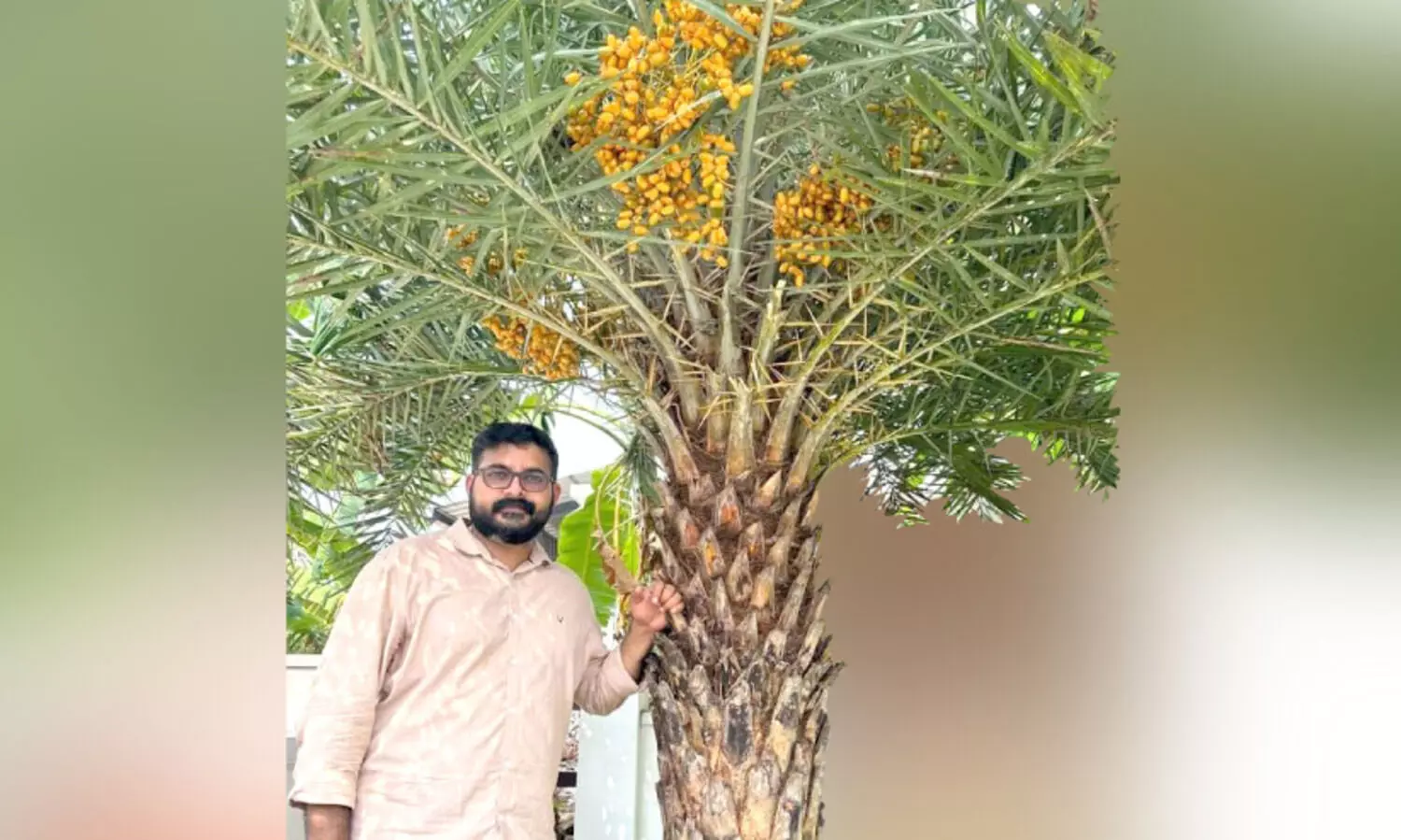 മരുഭൂമിയിലെ സ്വപ്നം മലയാളക്കരയിൽ വിരിഞ്ഞു;  ഇത്​ അങ്കമാലിയിലെ ഈന്തപ്പനത്തോട്ടം