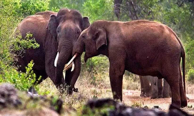 wild animals wild animals