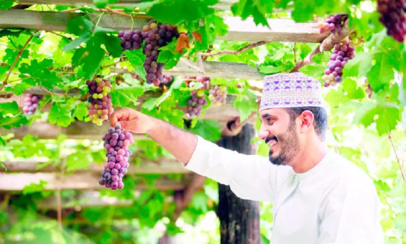 ആ​റ് ഗ​വ​ർ​ണ​റേ​റ്റു​ക​ളി​ൽ മു​ന്തി​രി​കൃ​ഷി വ്യാ​പി​പ്പി​ക്കാ​ൻ പ​ദ്ധ​തി