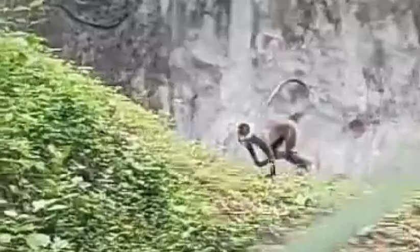 monkey-zoo
