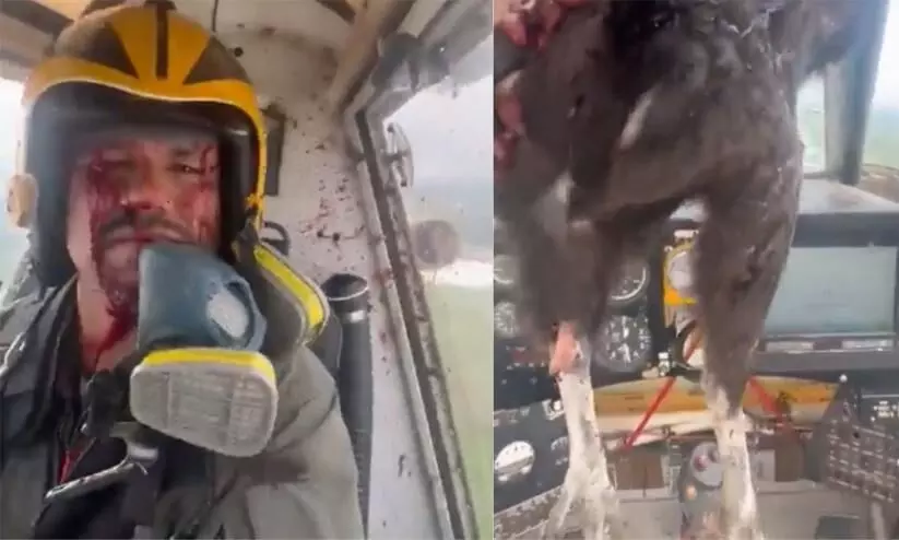 Video Shows Pilot Covered In Blood After Bird Smashes Through Windscreen