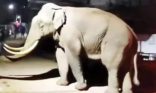 Wild Elephant Padayappa