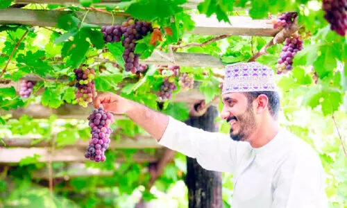 ആ​റ് ഗ​വ​ർ​ണ​റേ​റ്റു​ക​ളി​ൽ മു​ന്തി​രി​കൃ​ഷി വ്യാ​പി​പ്പി​ക്കാ​ൻ പ​ദ്ധ​തി