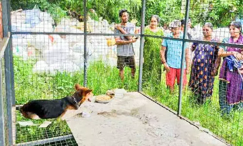 12 പേരെ കടിച്ചു പരിക്കേൽപിച്ച നായെ പിടികൂടി; പത്തുദിവസം കൂട്ടിൽ നിരീക്ഷിക്കും