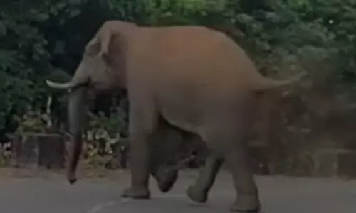 Manga Komban, wild elephant