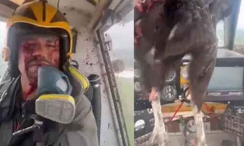 Video Shows Pilot Covered In Blood After Bird Smashes Through Windscreen