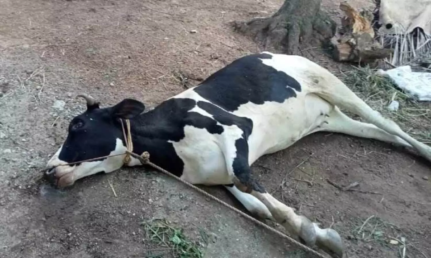 cow dies