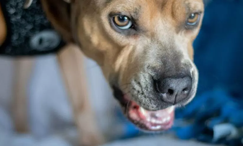 കാണക്കാരിയില് മൂന്നുപേർക്ക് വളര്ത്തുനായയുടെ കടിയേറ്റു കാണക്കാരിയില് മൂന്നുപേർക്ക് വളര്ത്തുനായയുടെ കടിയേറ്റു