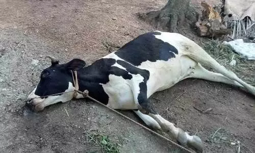 cow dies