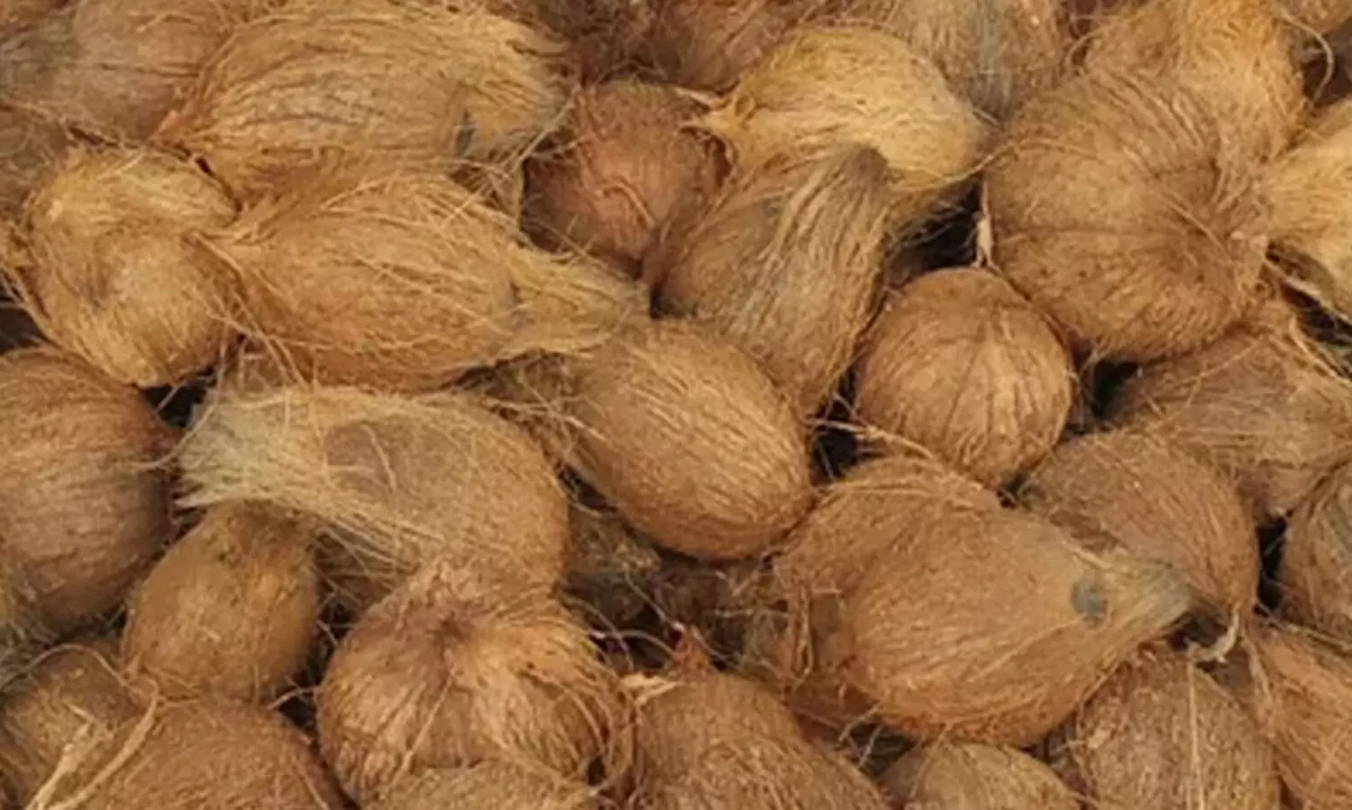 സങ്കടകേരം; കൂ​പ്പു​കു​ത്തി നാ​ളി​കേ​ര വി​ല