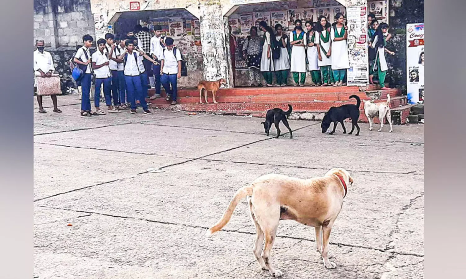 തെരുവുനായ്ക്കളെ ഭയന്ന് വിദ്യാർഥികൾ