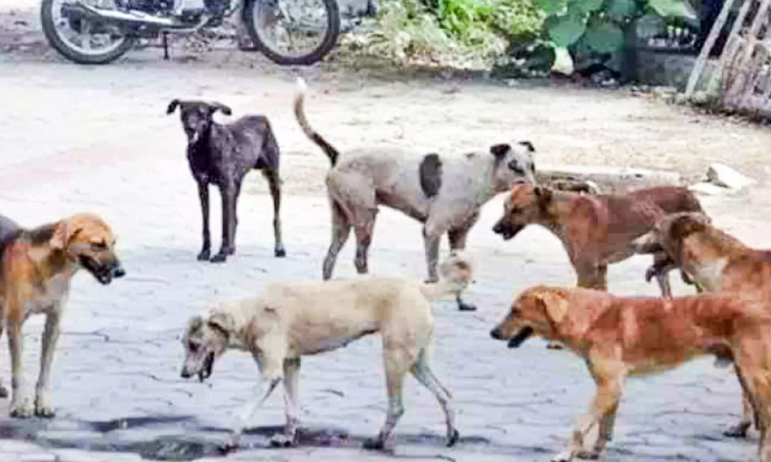 അരൂരിൽ തെരുവുനായ്ക്കളുടെ വിളയാട്ടം; കാൽനടക്കാർക്ക്​ ഭീഷണി