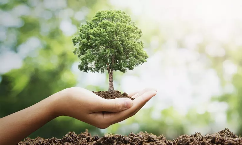 പ​ക​രം മ​രം ന​ടാ​നും പ​രി​പാ​ല​ന​ത്തി​നും എ​ട്ടു​കോ​ടി